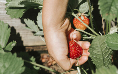 The sweet joy of strawberry picking