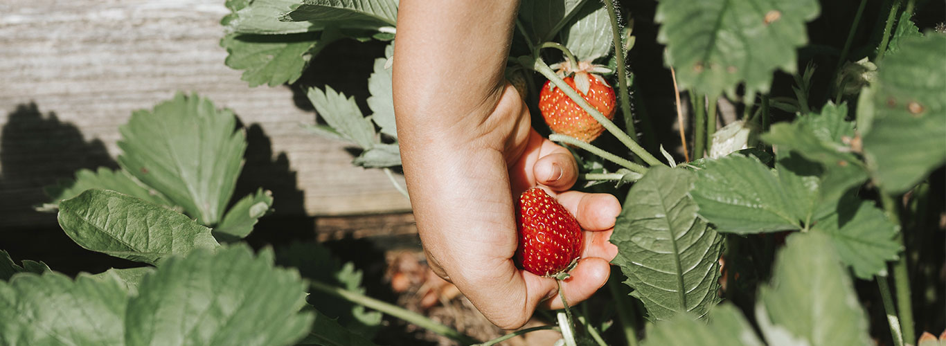 picking strawberries